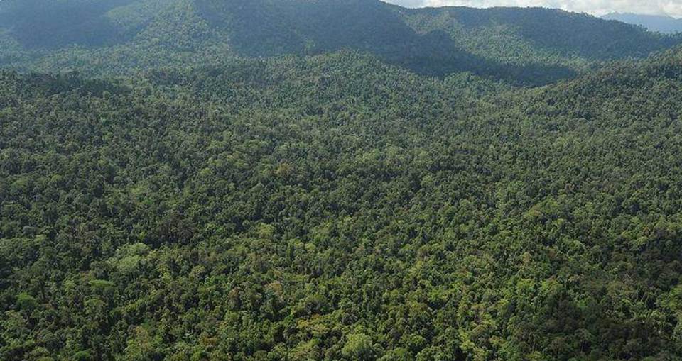Kelantan has more than 778,000 hectares of forest area, third largest forest state
