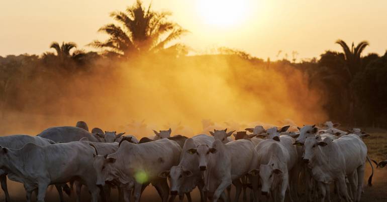 EU audit Brazil to reopen exports