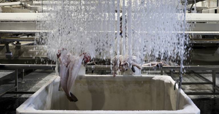 Brussels proposes cuts of up to 88% for cod fishing