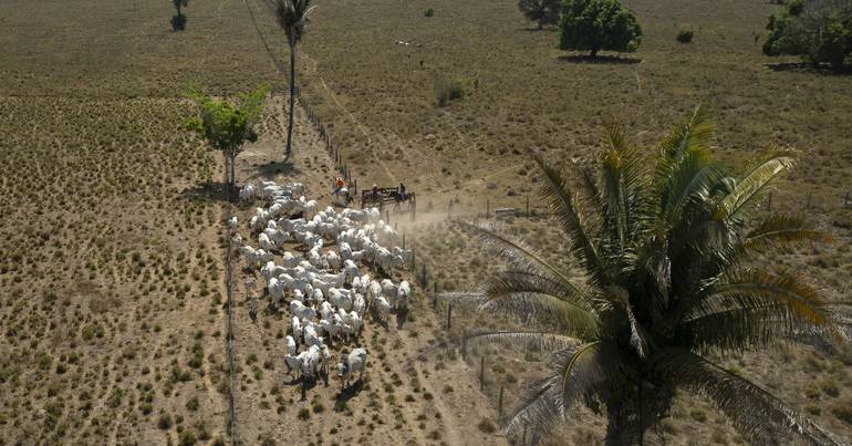 Brazil lost 14% of native vegetation in 41 years
