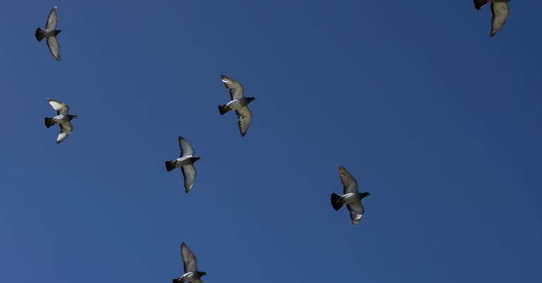BE/Azores asks for clarification on pigeon death