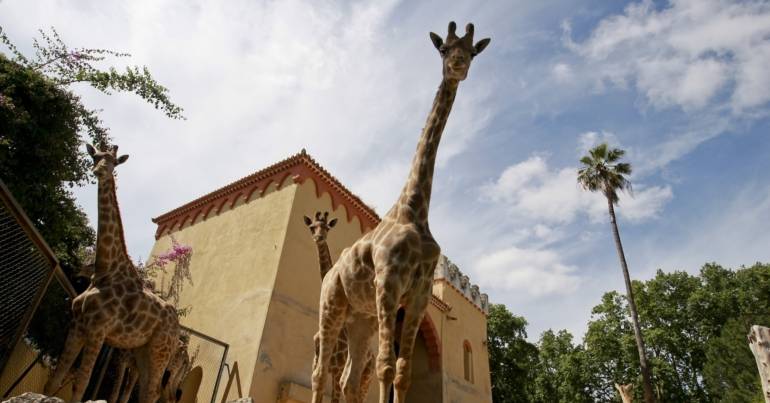 Quiet animals at the Lisbon Zoo
