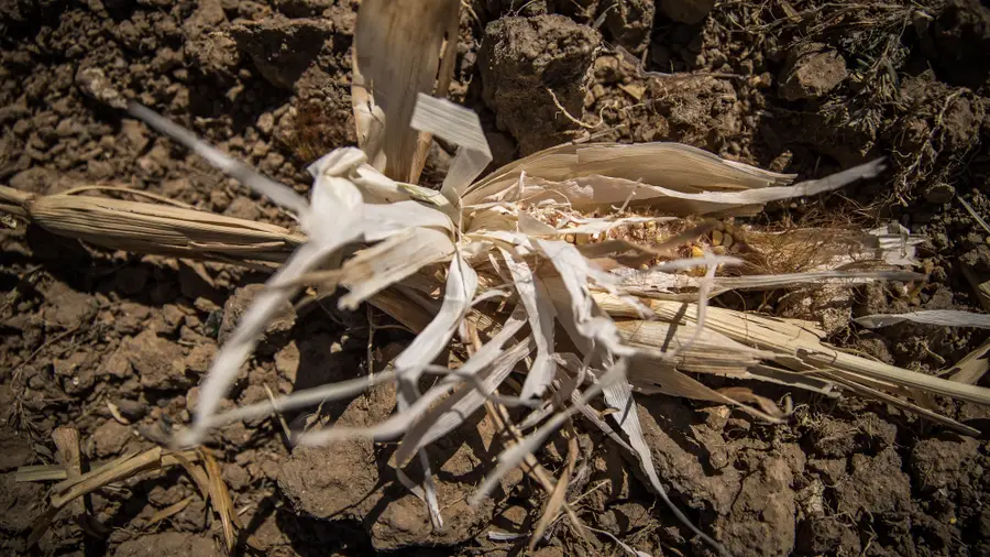 Heat can lead corn production to 1980 minimums