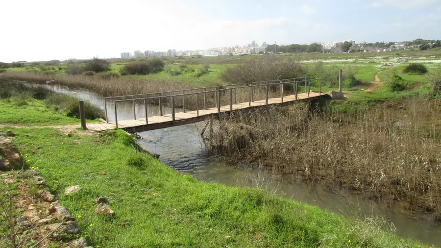 Lack of oxygen in water kills fish in Alcantarilla