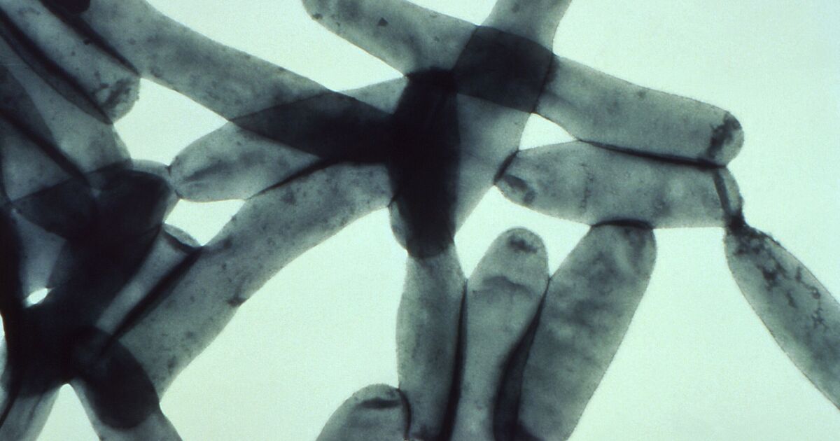 New York City takes emergency measures after 46 fall ill to Legionnaires' disease outbreak