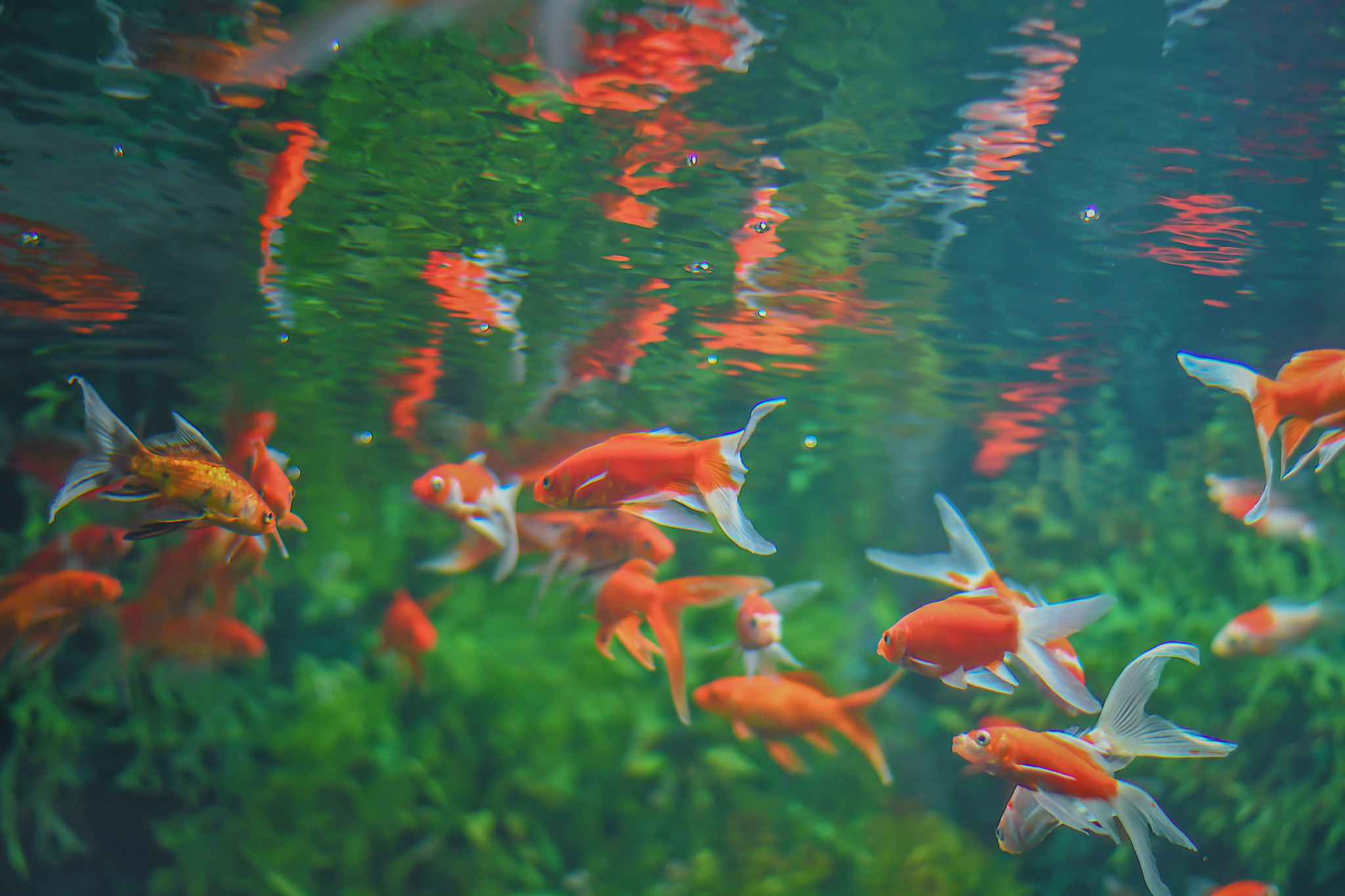 Danger from foreign species: goldfish, turtles – and the water pollution: What lives in Zurich waters, although it should not