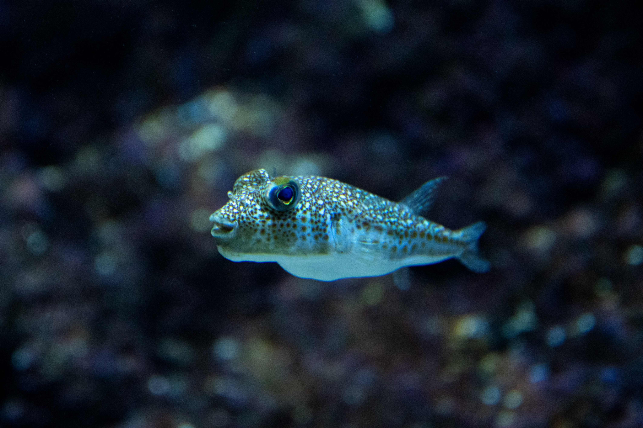 Bounty on poisonous intruder: Greece hunts rabbit head ballfish and pays premiums