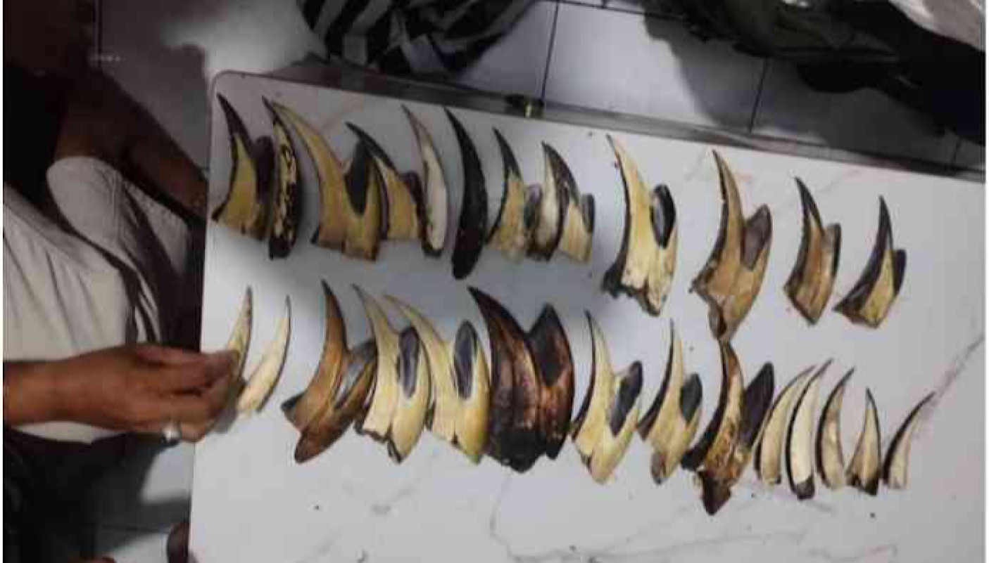 Ministry of Forestry catches traffickers of pangolin scales and hornbill beaks in Padang