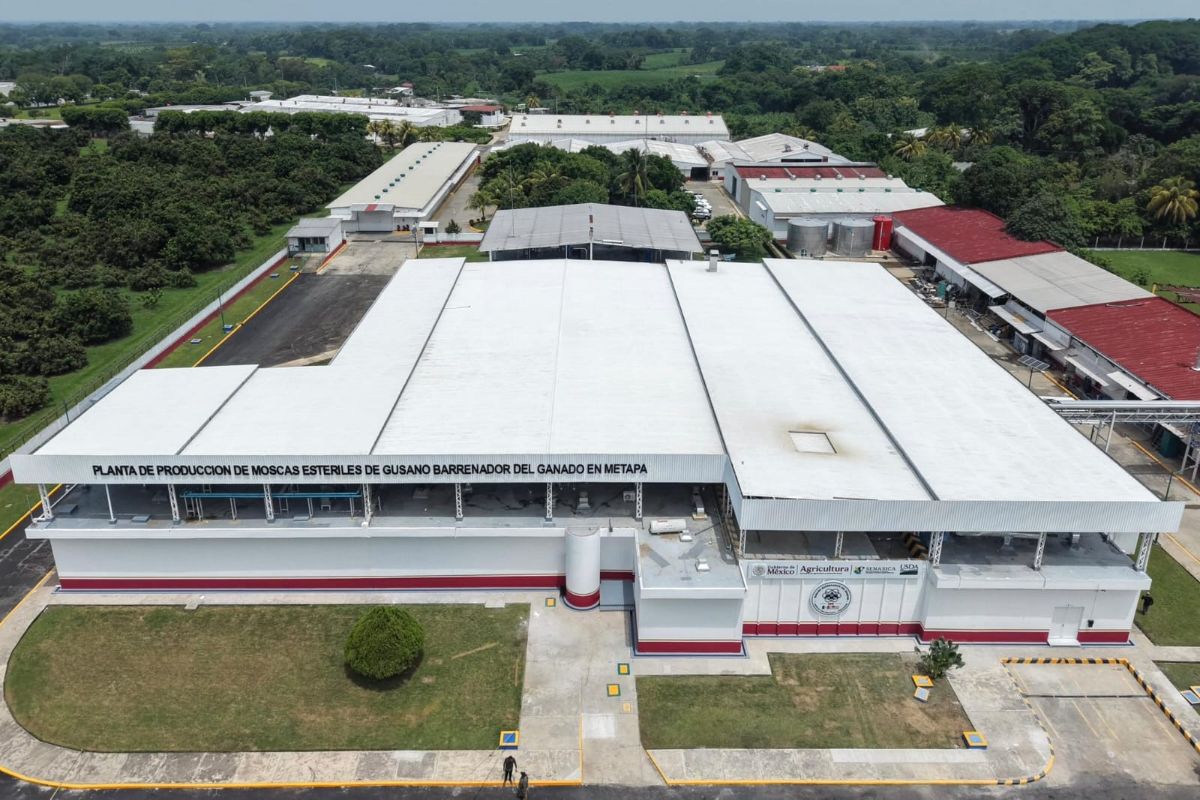 Mexico and the US inaugurate plant of sterile flies against the barrenador worm in Chiapas