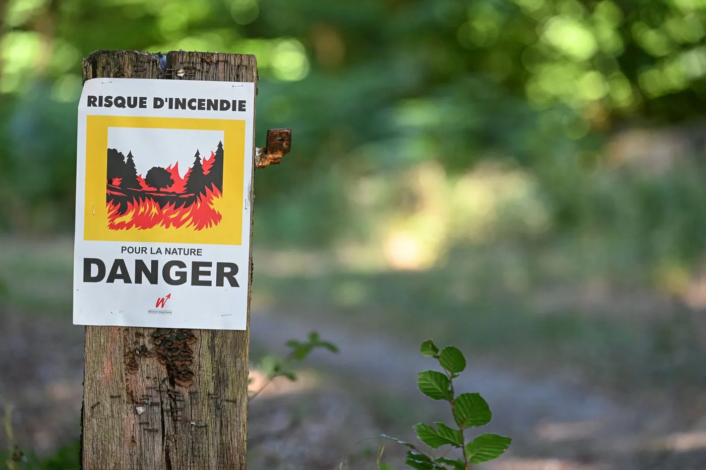 Forest lights: the Gironde again in red vigilance