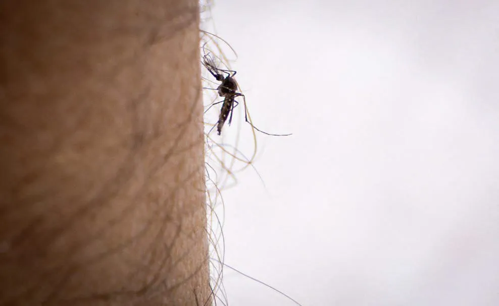 Chikungunya: a first indigenous case identified this year in France