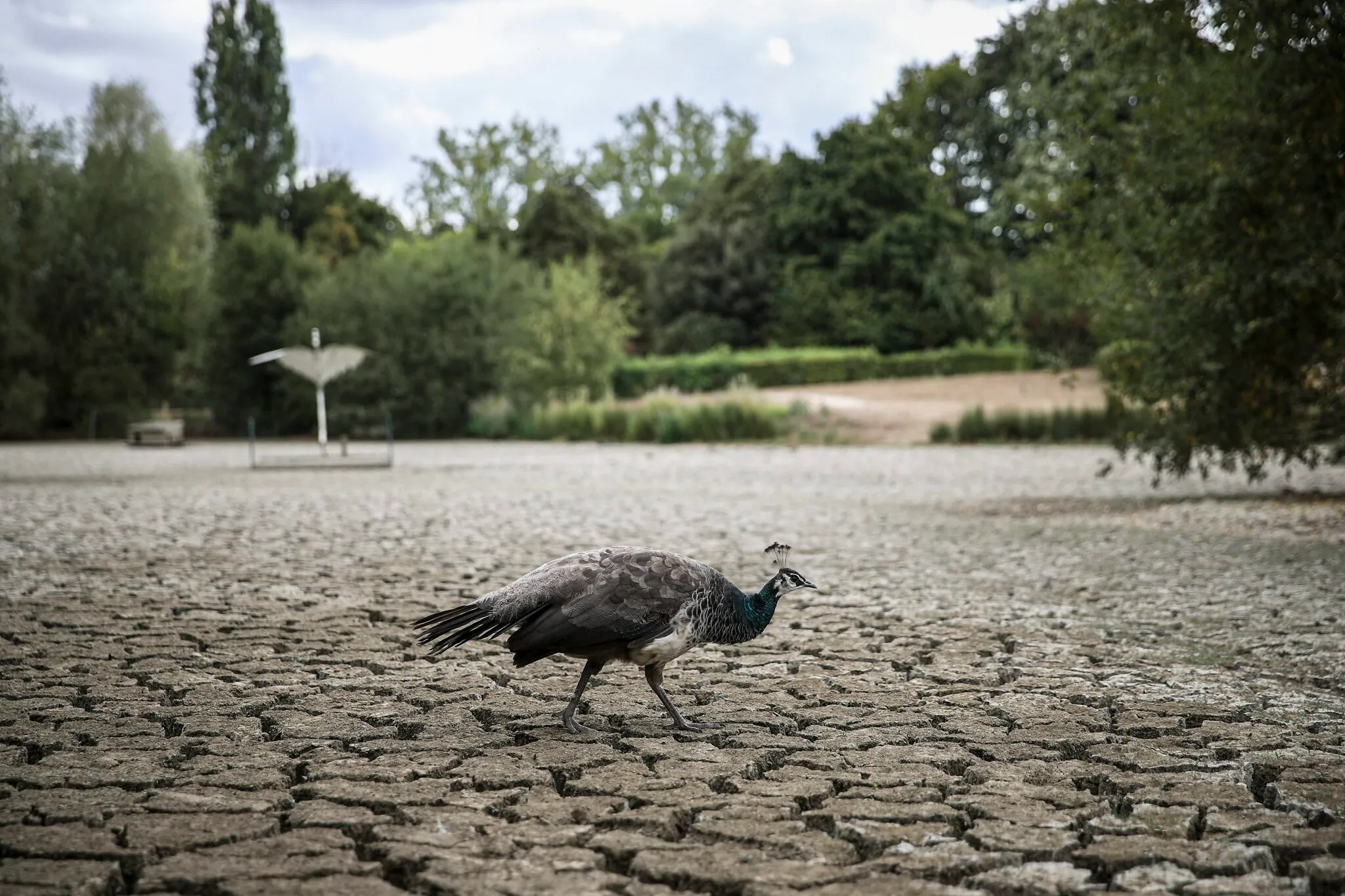The heat wave is longer than that of 2003; 80 departments in orange vigilance