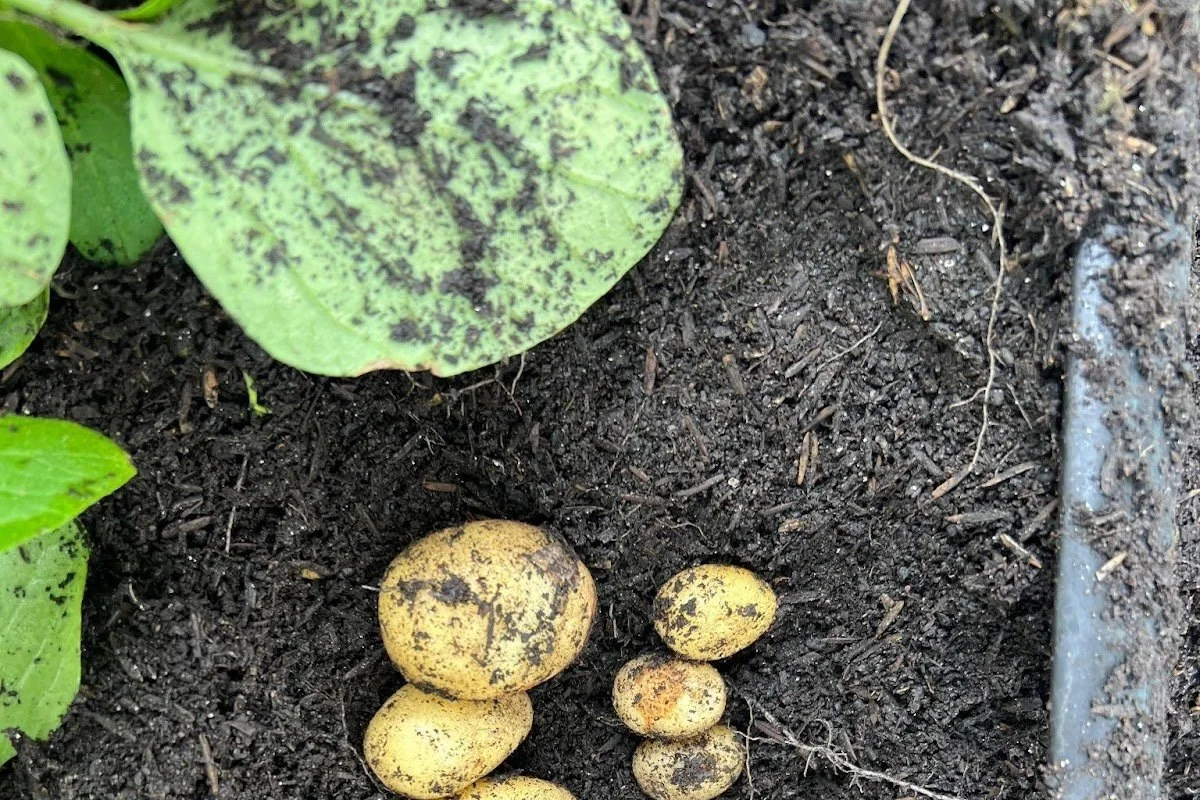 Potato-rich diet may have shaped DNA from Andean indigenous peoples