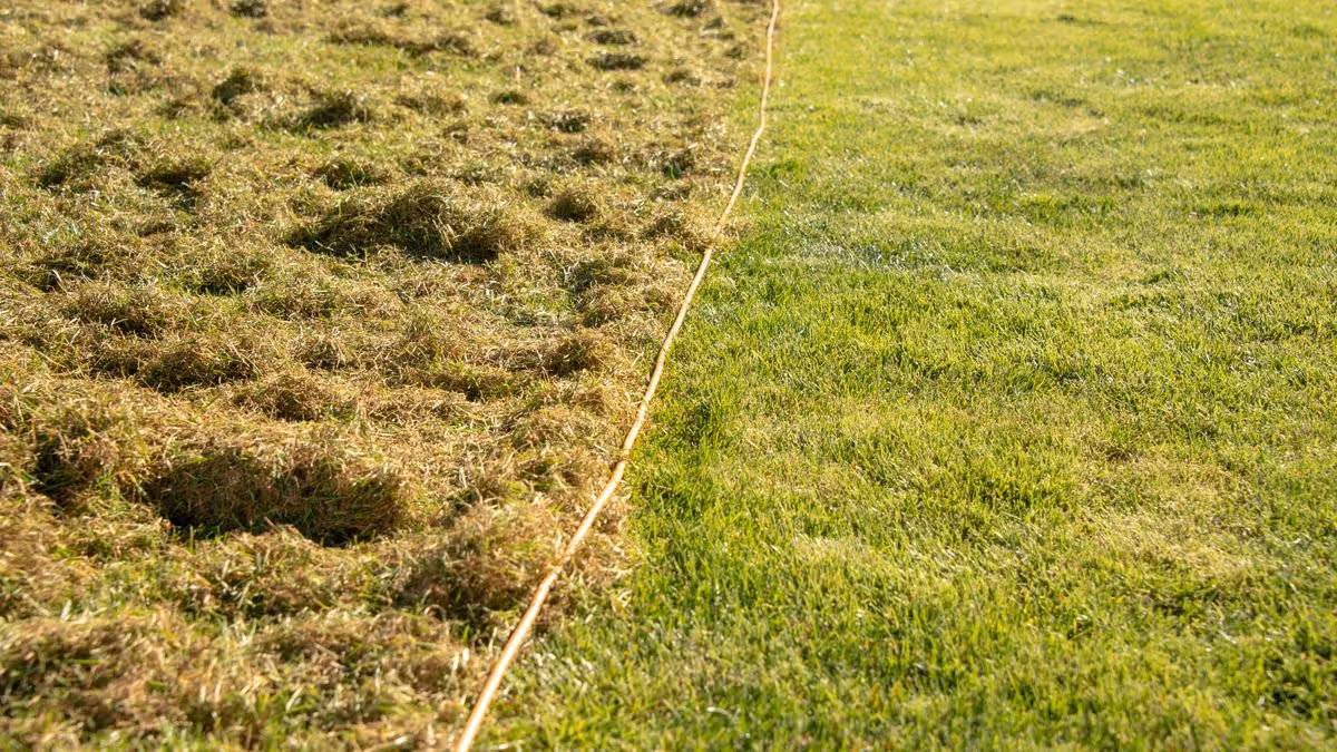 Scarification and aeration, as advised by the gardening expert, restored a mossy, weed-filled lawn without harsh chemicals.