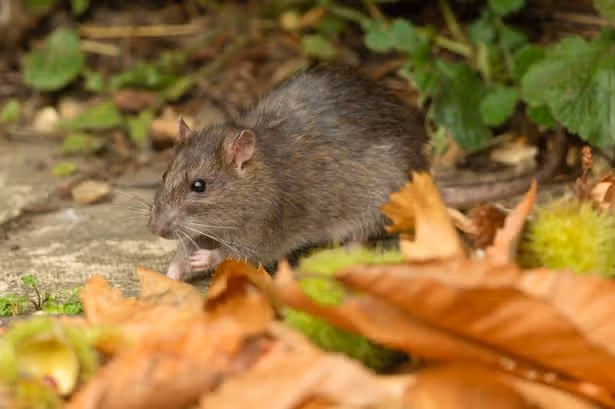Rats will steer clear of gardens in summer with three simple - and free - steps