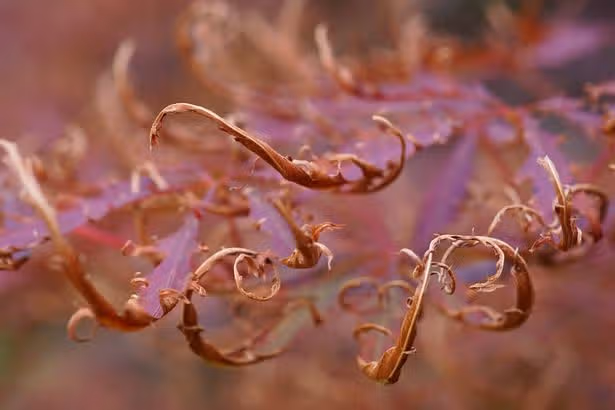 Japanese maples will thrive in summer if you add 1 natural material to the soil
