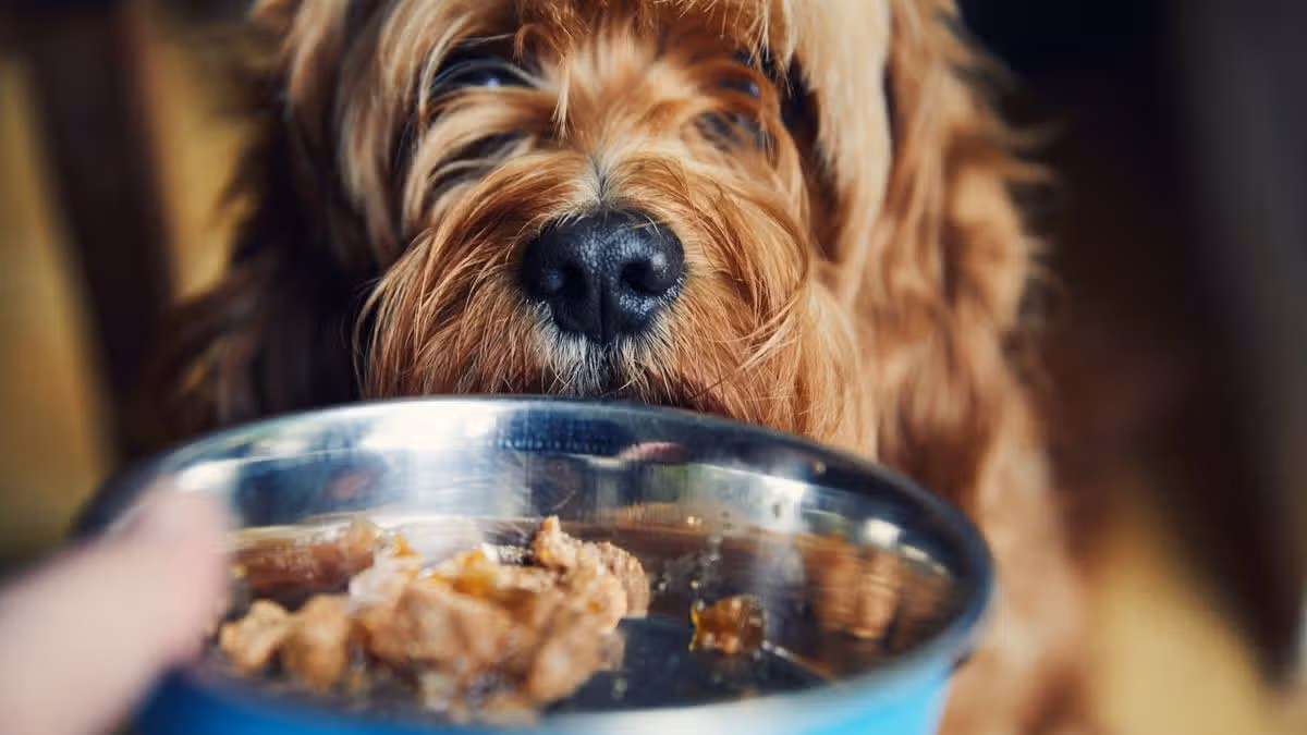 Dog health alert as owners urged to follow '20 minute eating' rule during heatwave