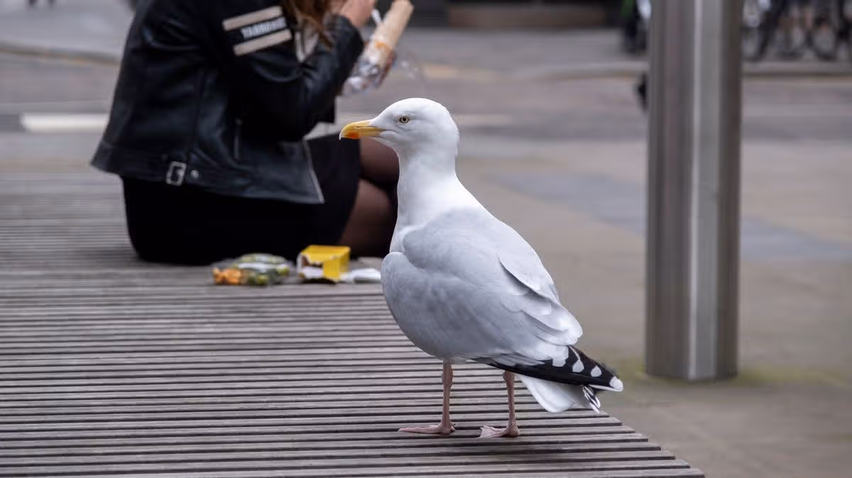 Police hunting man over seagull 'punch' in front of 'upset kids'