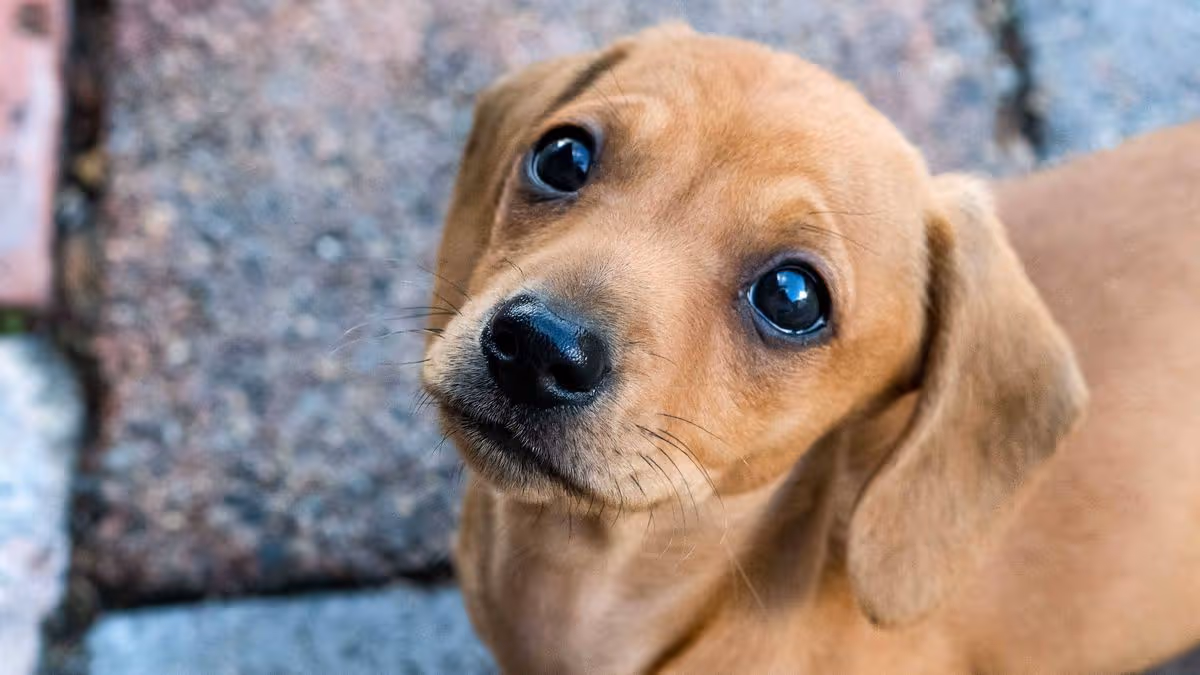 PSDA lists 'bad' dog behavior that is actually stress