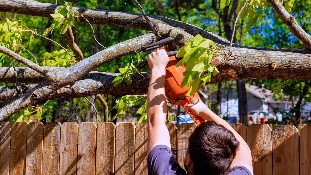 Only action you can take if neighbour's tree or hedge is overgrowing on your property