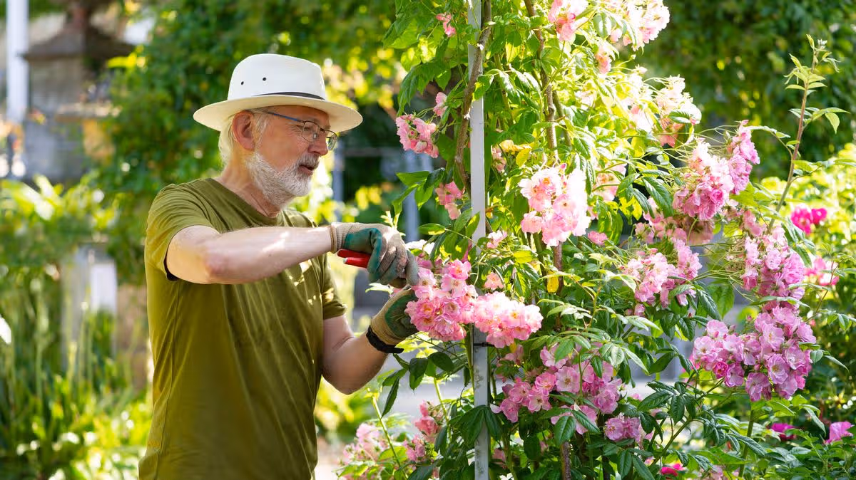 6 plants gardeners must prune in July for 'another flush of blooms'