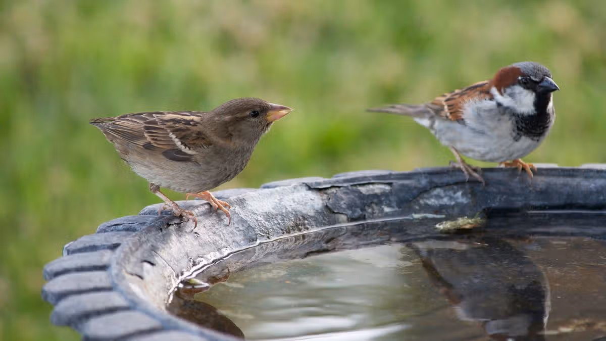 Gardeners urged to do simple 1-minute task this month to help out birds