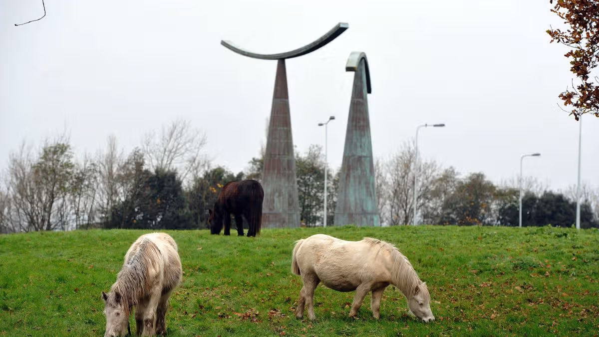 Thousands back call for tethering ban after pony killed on busy Cardiff road