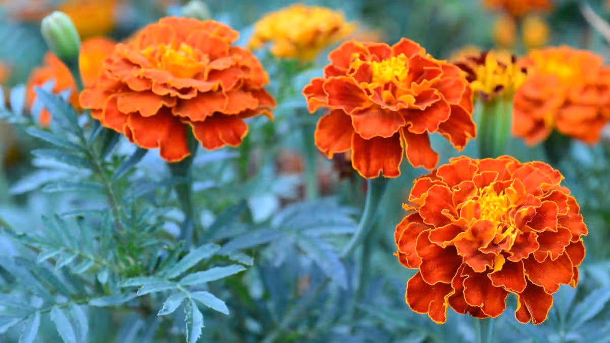 The plant attracts pollinators and requires minimal care, offering a long flowering season