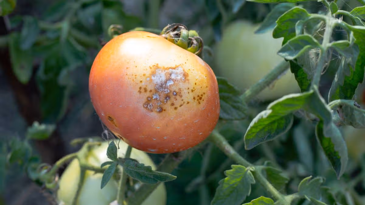 Tomatoes will never get blight if you do 1 job Monty Don recommends now