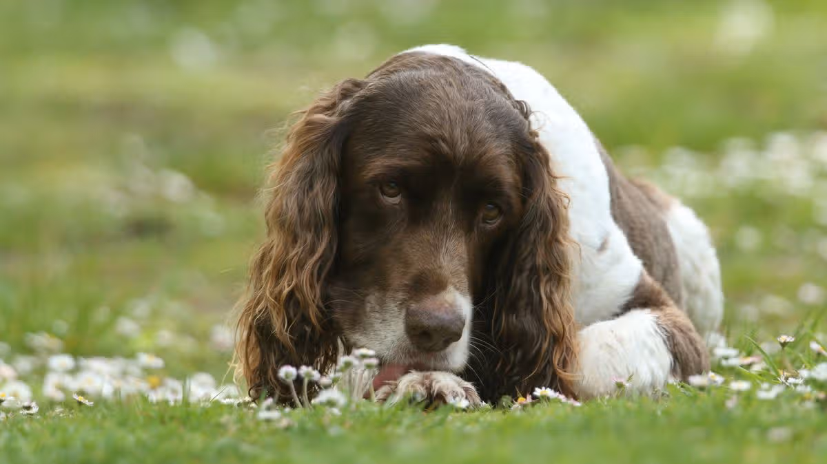 Advice for dog owners as paw licking linked to health condition