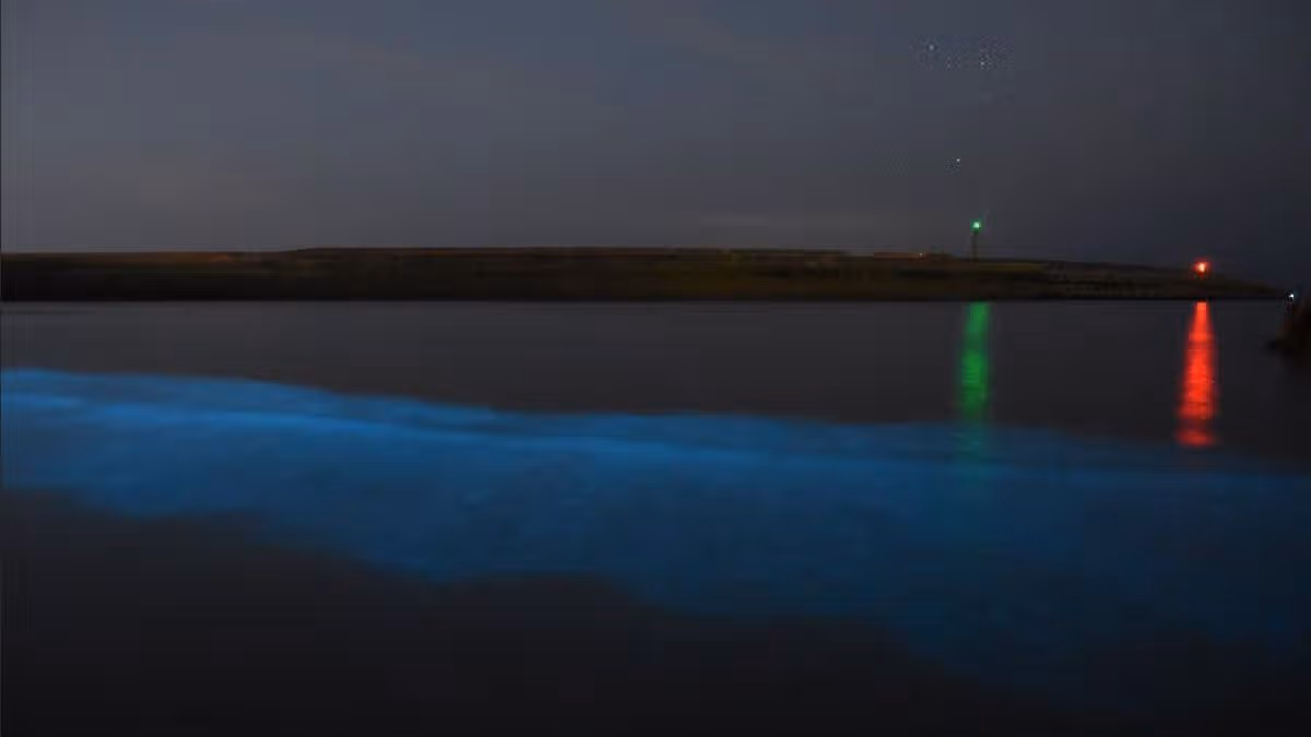 Bioluminescent plankton light up sea at Welsh beach