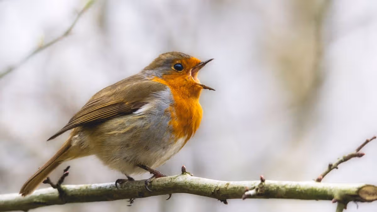 Welsh gardeners urged to put 1 vital item in gardens now to protect robins