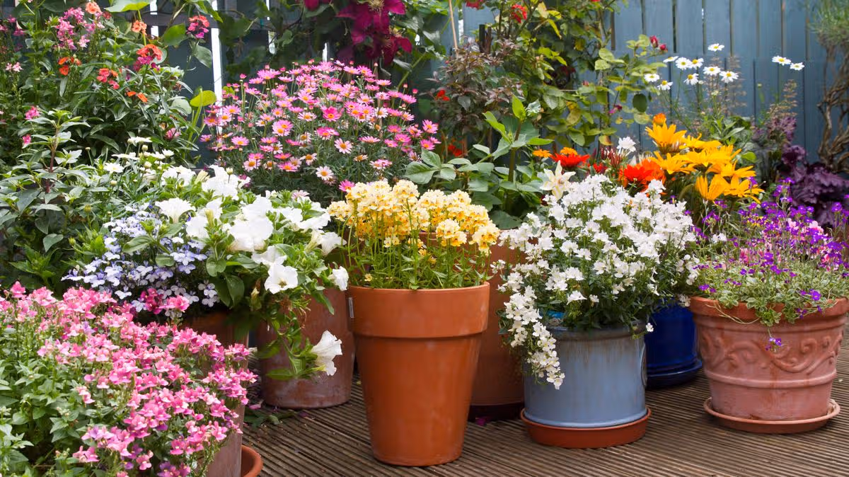 Welsh gardeners can keep flowers blooming all summer long with 3 simple tasks