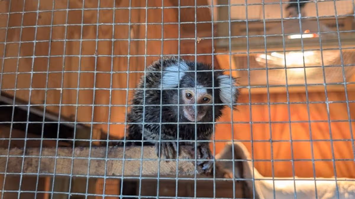 Abandoned monkey found 'terrified' in laundry bag on bus
