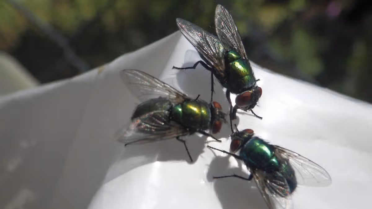 Flies and maggots will stay away from food bin if you add 2 common items inside