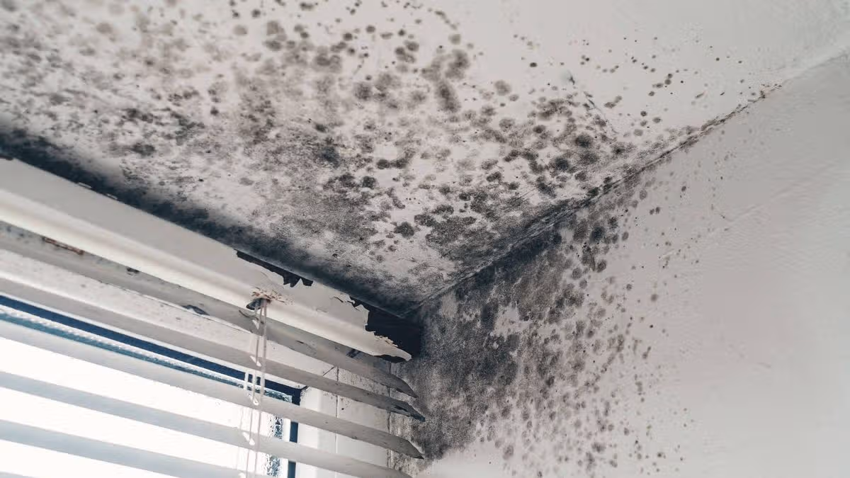 Black mould and regular mould differences explained — one has serious health risk