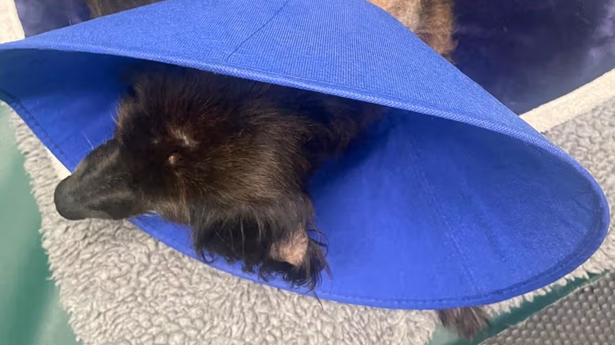 Man banned from keeping animals after the state his dog was found