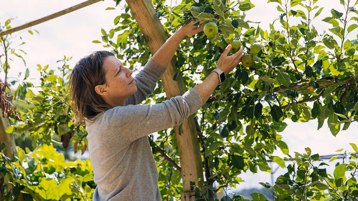 Can you legally keep fruit that falls from your neighbour's garden