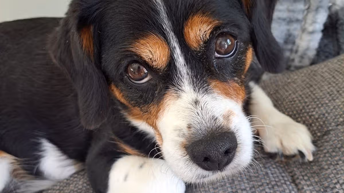 Update issued on pet cremation company probe which left dog owners fearing the worst