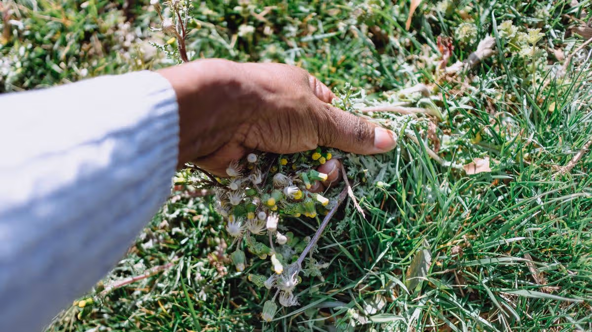 Garden weeds will wilt if you lay 1 household item on the soil — no digging or chemicals