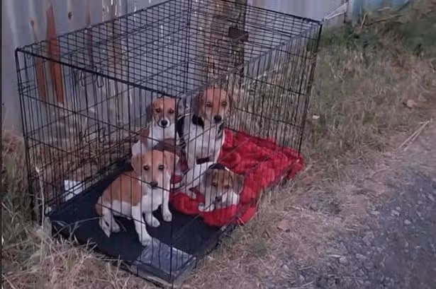Dog and her four puppies dumped in Welsh street