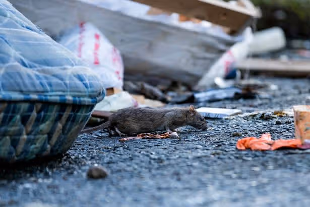 BBC expert's chilling rats heatwave alert to 'anyone with a pond'