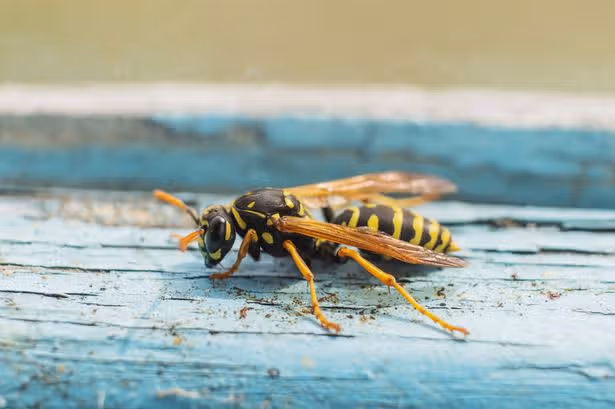 Wasps will fly away from your home if you place one kitchen scrap on windowsill