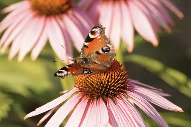 Planting one flower in your garden in August could guarantee colour all autumn