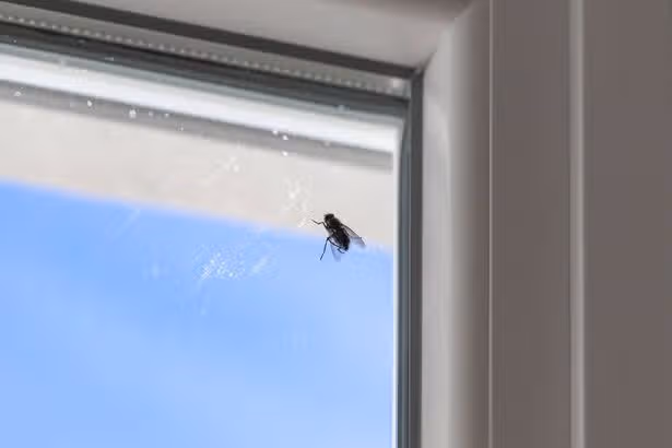 Flies will stay away from your home naturally with simple kitchen ingredient you already have