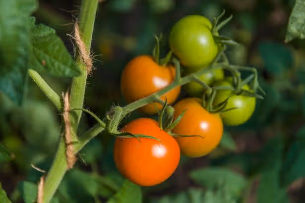 Tomatoes will 'fully ripen' and no longer be green with Monty Don's easy task