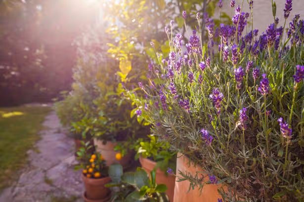Welsh gardeners urged to do key task to lavender in August to keep it full and bushy