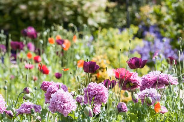 Welsh gardeners urged to do 1 key job now to get 'double the flowers' this summer