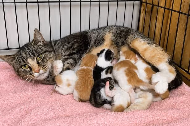 Rescue centre issues heartbreaking news on kitten born with two noses and two mouths