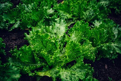 Outbreak of 'explosive' diarrhea forces U.S. farmers to destroy crops